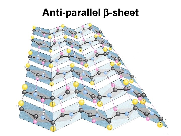 Anti-parallel b-sheet 