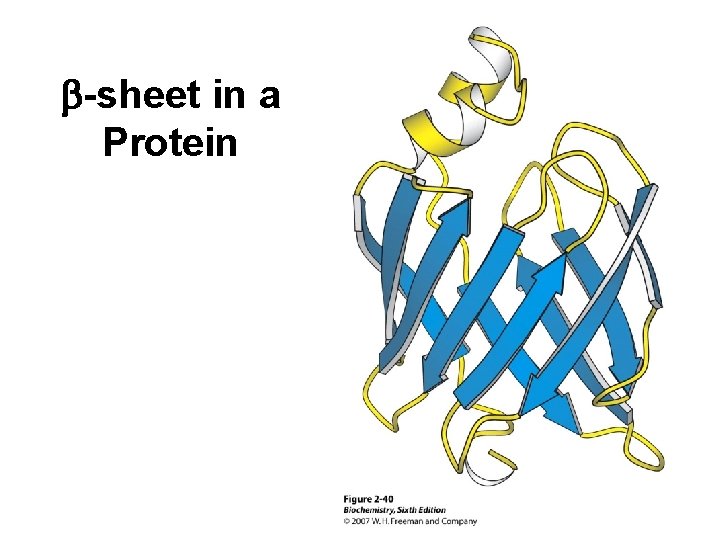 b-sheet in a Protein 