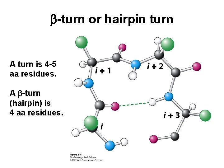 b-turn or hairpin turn A turn is 4 -5 aa residues. A b-turn (hairpin)