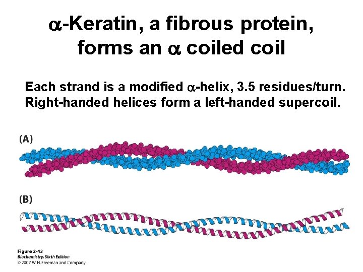 a-Keratin, a fibrous protein, forms an a coiled coil Each strand is a modified