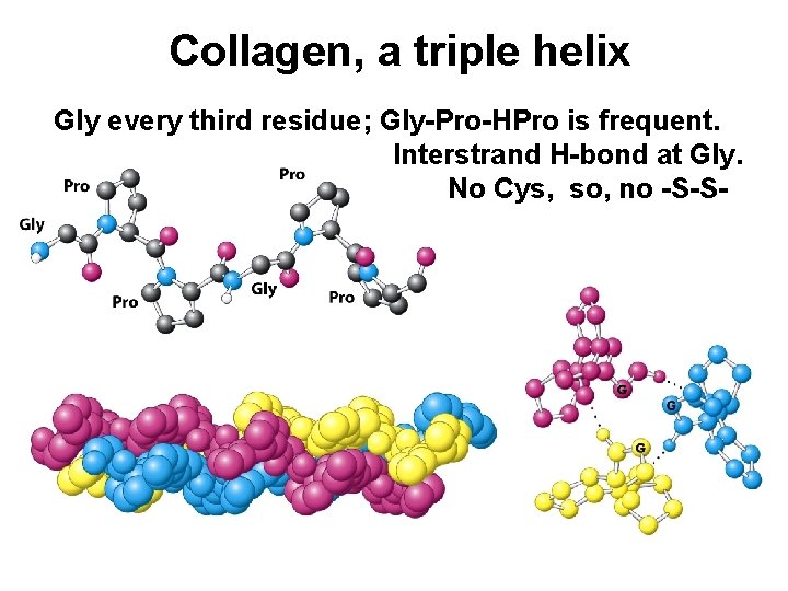 Collagen, a triple helix Gly every third residue; Gly-Pro-HPro is frequent. Interstrand H-bond at