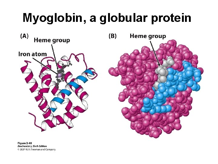 Myoglobin, a globular protein 