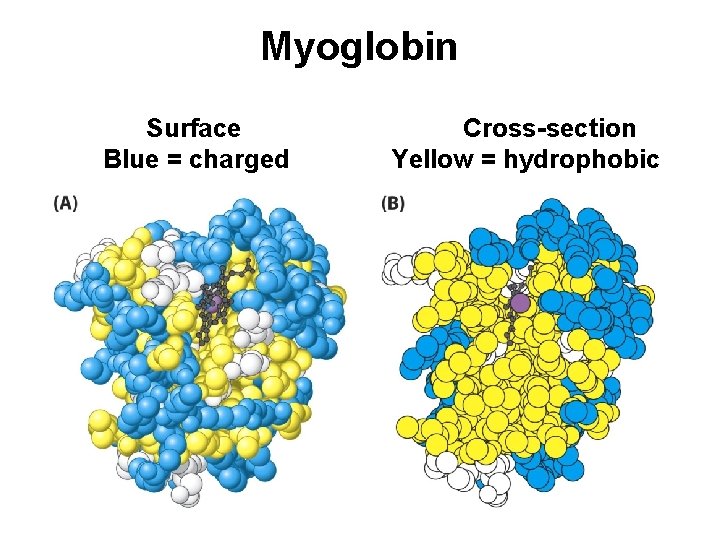 Myoglobin Surface Blue = charged Cross-section Yellow = hydrophobic 