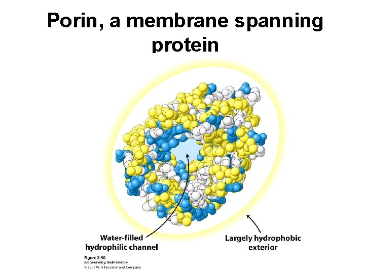 Porin, a membrane spanning protein 