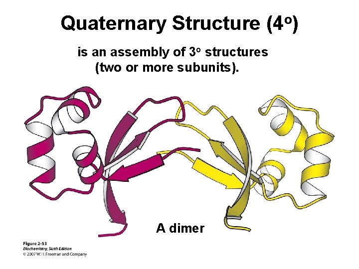 Quaternary Structure (4 o) is an assembly of 3 o structures (two or more