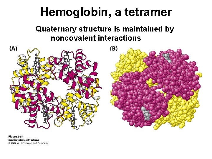 Hemoglobin, a tetramer Quaternary structure is maintained by noncovalent interactions 