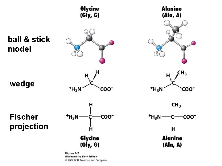 ball & stick model wedge Fischer projection 