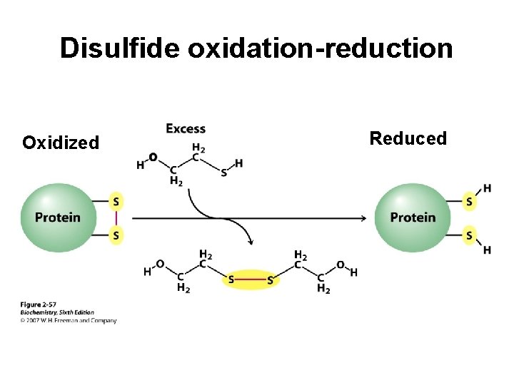 Disulfide oxidation-reduction Oxidized Reduced 