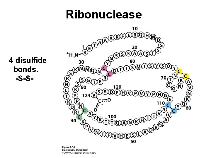 Ribonuclease 4 disulfide bonds. -S-S- 