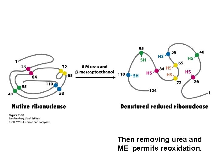 Then removing urea and ME permits reoxidation. 