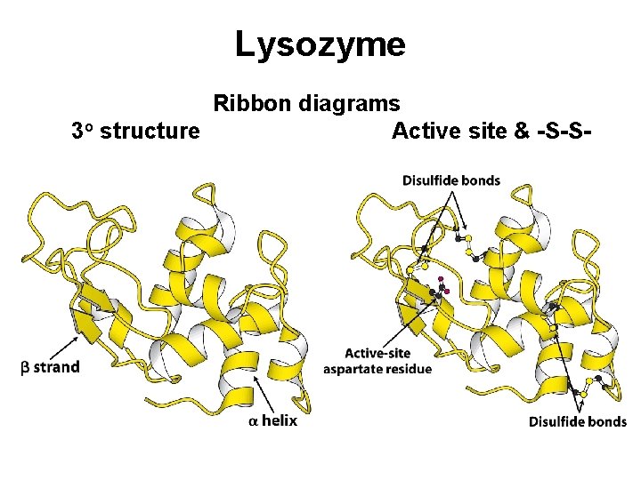 Lysozyme Ribbon diagrams 3 o structure Active site & -S-S- 