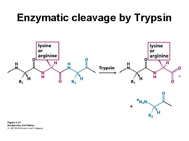 Enzymatic cleavage by Trypsin 