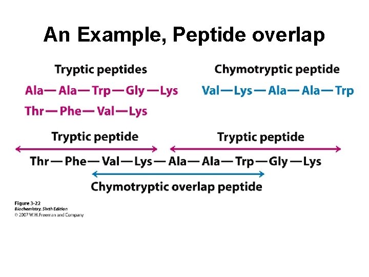 An Example, Peptide overlap 