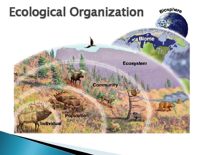 Ecological Organization 