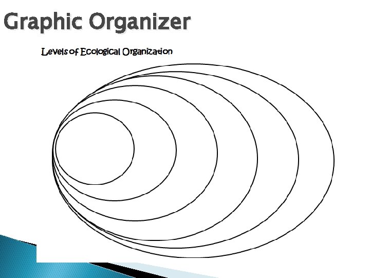 Graphic Organizer 