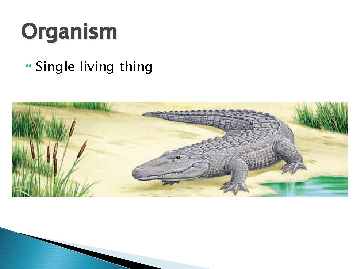 Organism Single living thing 