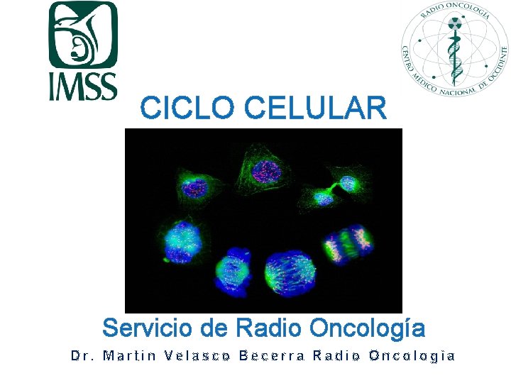 CICLO CELULAR Servicio de Radio Oncología Dr. Martin Velasco Becerra Radio Oncología 