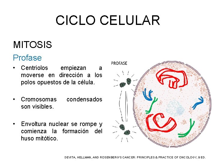 CICLO CELULAR MITOSIS Profase • Centriolos empiezan a moverse en dirección a los polos