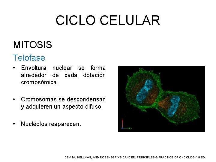 CICLO CELULAR MITOSIS Telofase • Envoltura nuclear se forma alrededor de cada dotación cromosómica.