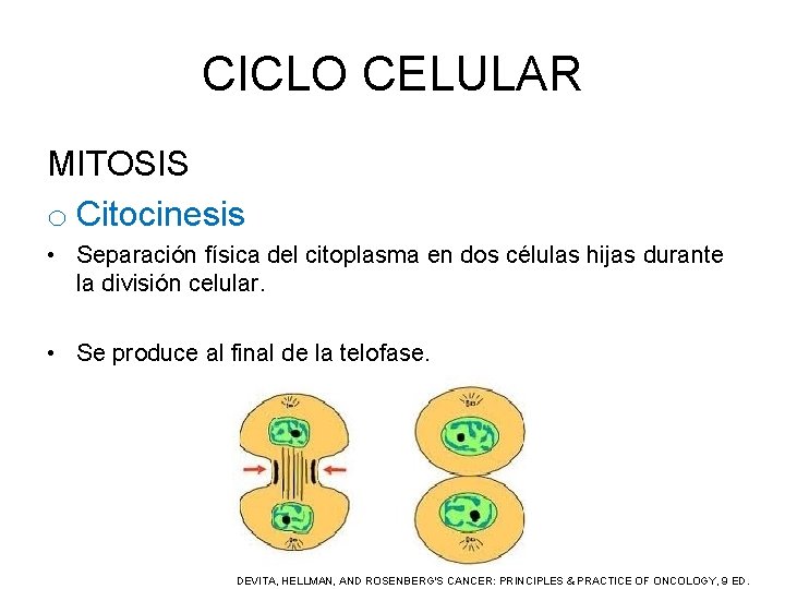 CICLO CELULAR MITOSIS o Citocinesis • Separación física del citoplasma en dos células hijas