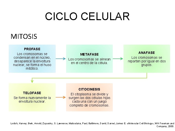 CICLO CELULAR MITOSIS PROFASE Los cromosomas se condensan en el núcleo, desaparece la envoltura