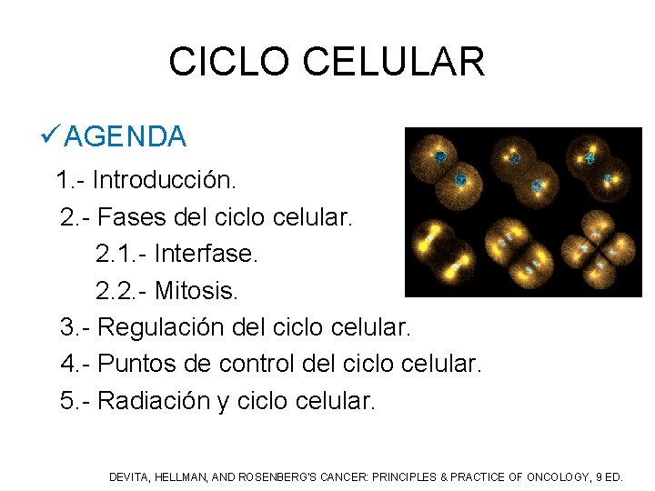 CICLO CELULAR ü AGENDA 1. - Introducción. 2. - Fases del ciclo celular. 2.