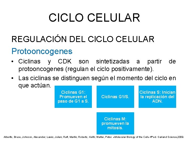 CICLO CELULAR REGULACIÓN DEL CICLO CELULAR Protooncogenes • Ciclinas y CDK son sintetizadas a