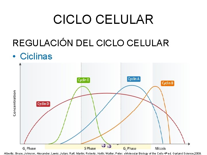 CICLO CELULAR REGULACIÓN DEL CICLO CELULAR • Ciclinas Alberlts, Bruce, Johnson, Alexander; Lewis, Julian;