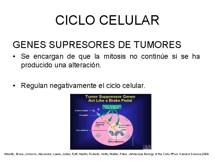 CICLO CELULAR GENES SUPRESORES DE TUMORES • Se encargan de que la mitosis no