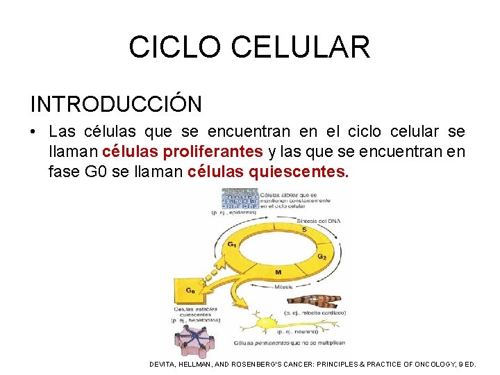 CICLO CELULAR INTRODUCCIÓN • Las células que se encuentran en el ciclo celular se