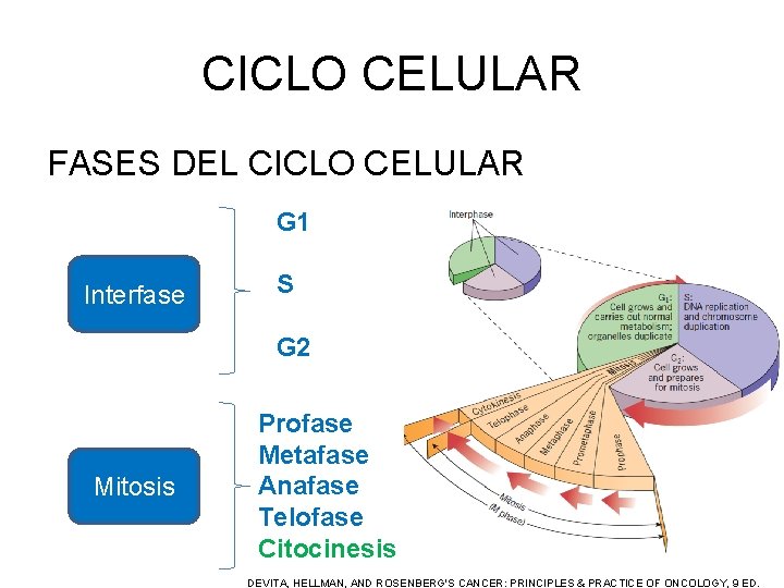 CICLO CELULAR FASES DEL CICLO CELULAR G 1 Interfase S G 2 Mitosis Profase