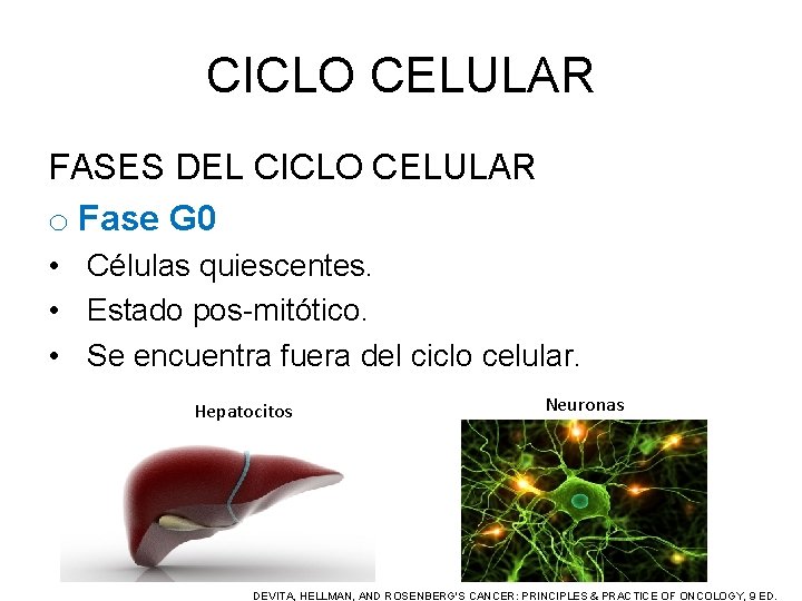 CICLO CELULAR FASES DEL CICLO CELULAR o Fase G 0 • Células quiescentes. •