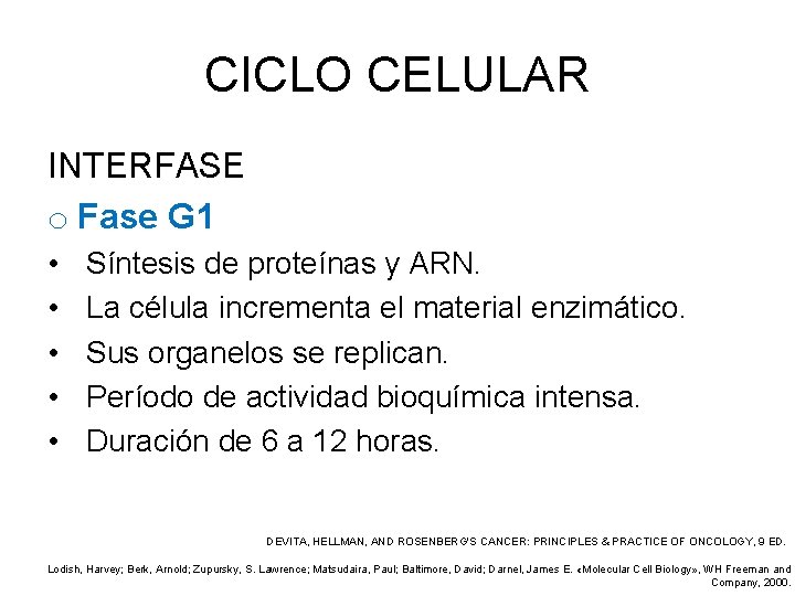 CICLO CELULAR INTERFASE o Fase G 1 • • • Síntesis de proteínas y