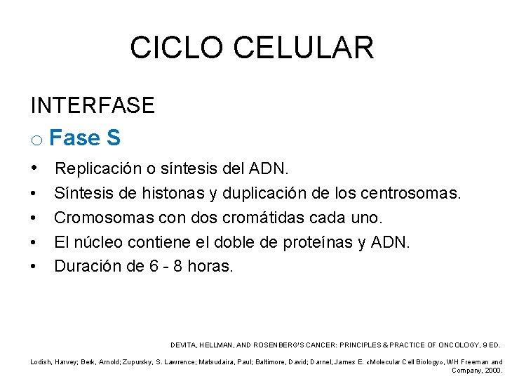 CICLO CELULAR INTERFASE o Fase S • Replicación o síntesis del ADN. • •