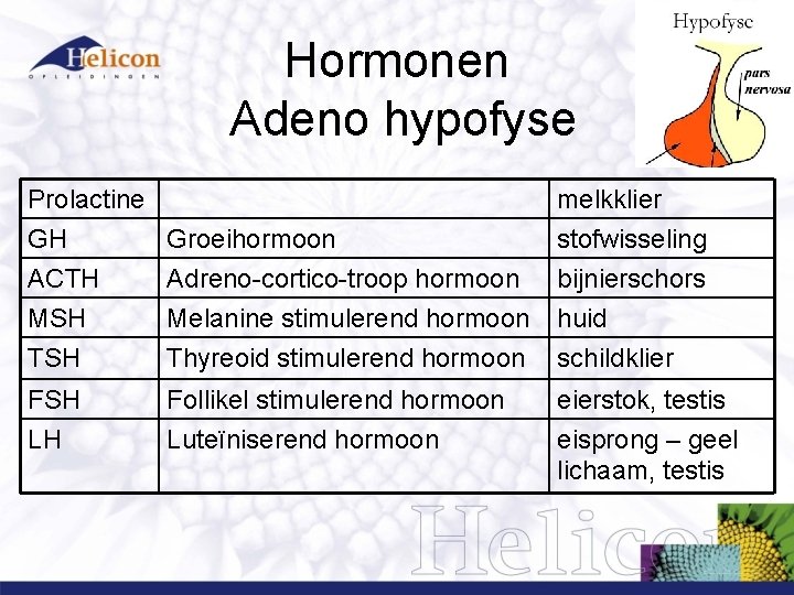 Hormonen Adeno hypofyse Prolactine GH Groeihormoon ACTH Adreno-cortico-troop hormoon MSH Melanine stimulerend hormoon melkklier Hormonen Adeno hypofyse Prolactine GH Groeihormoon ACTH Adreno-cortico-troop hormoon MSH Melanine stimulerend hormoon melkklier