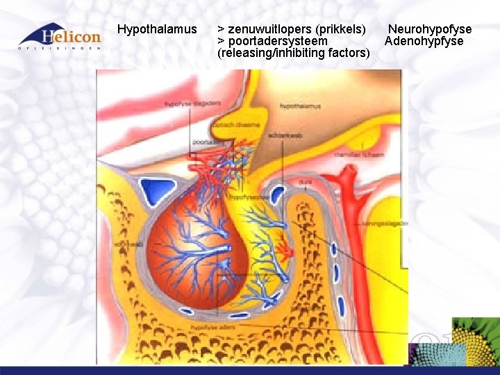 Hypothalamus > zenuwuitlopers (prikkels) > poortadersysteem (releasing/inhibiting factors) Neurohypofyse Adenohypfyse Hypothalamus > zenuwuitlopers (prikkels) > poortadersysteem (releasing/inhibiting factors) Neurohypofyse Adenohypfyse