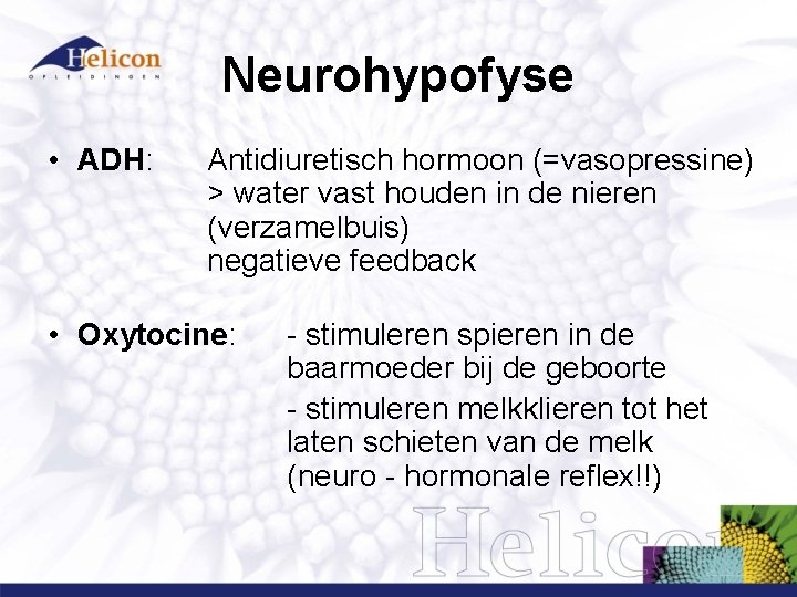 Neurohypofyse • ADH: Antidiuretisch hormoon (=vasopressine) > water vast houden in de nieren (verzamelbuis) Neurohypofyse • ADH: Antidiuretisch hormoon (=vasopressine) > water vast houden in de nieren (verzamelbuis)