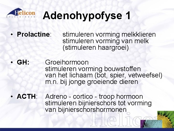 Adenohypofyse 1 • Prolactine: stimuleren vorming melkklieren stimuleren vorming van melk (stimuleren haargroei) • Adenohypofyse 1 • Prolactine: stimuleren vorming melkklieren stimuleren vorming van melk (stimuleren haargroei) •