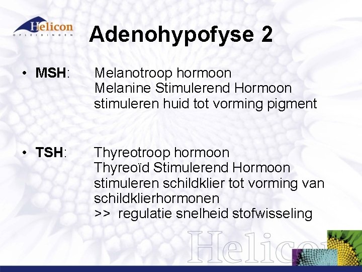Adenohypofyse 2 • MSH: Melanotroop hormoon Melanine Stimulerend Hormoon stimuleren huid tot vorming pigment Adenohypofyse 2 • MSH: Melanotroop hormoon Melanine Stimulerend Hormoon stimuleren huid tot vorming pigment