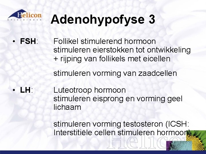 Endocriene Stelsel Hormoonstelsel Zenuwstelsel Hormoonstelsel Zeer