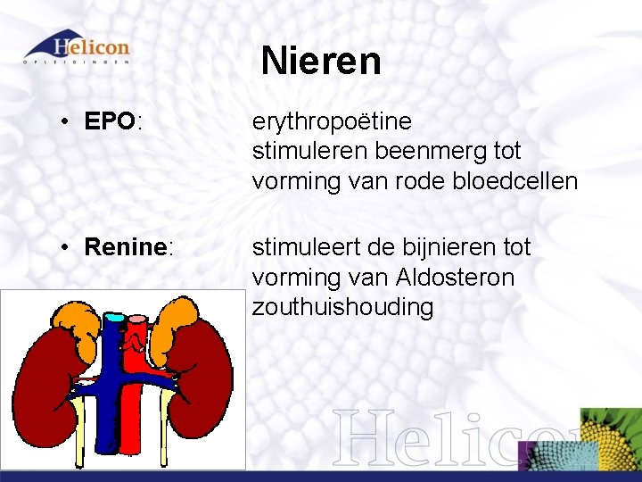 Nieren • EPO: erythropoëtine stimuleren beenmerg tot vorming van rode bloedcellen • Renine: stimuleert Nieren • EPO: erythropoëtine stimuleren beenmerg tot vorming van rode bloedcellen • Renine: stimuleert