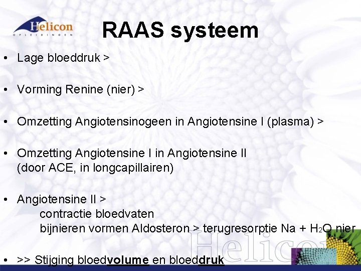 RAAS systeem • Lage bloeddruk > • Vorming Renine (nier) > • Omzetting Angiotensinogeen RAAS systeem • Lage bloeddruk > • Vorming Renine (nier) > • Omzetting Angiotensinogeen