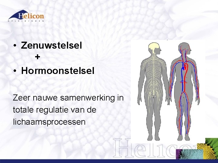 • Zenuwstelsel + • Hormoonstelsel Zeer nauwe samenwerking in totale regulatie van de • Zenuwstelsel + • Hormoonstelsel Zeer nauwe samenwerking in totale regulatie van de