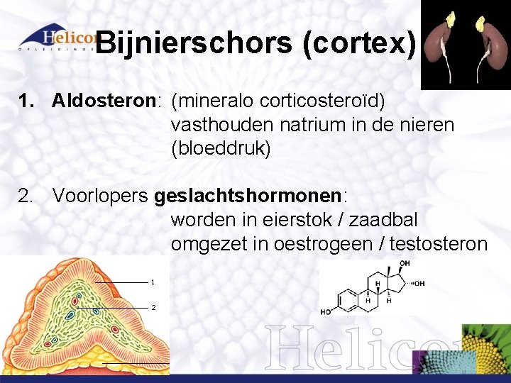 Bijnierschors (cortex) 1. Aldosteron: (mineralo corticosteroïd) vasthouden natrium in de nieren (bloeddruk) 2. Voorlopers Bijnierschors (cortex) 1. Aldosteron: (mineralo corticosteroïd) vasthouden natrium in de nieren (bloeddruk) 2. Voorlopers