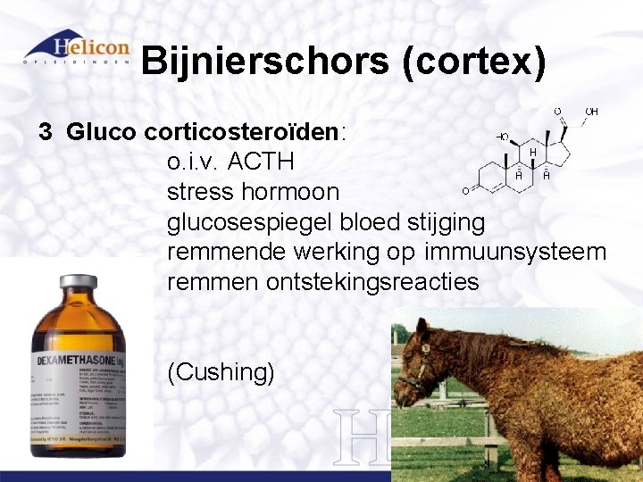Bijnierschors (cortex) 3 Gluco corticosteroïden: o. i. v. ACTH stress hormoon glucosespiegel bloed stijging Bijnierschors (cortex) 3 Gluco corticosteroïden: o. i. v. ACTH stress hormoon glucosespiegel bloed stijging