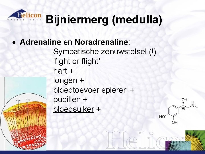Bijniermerg (medulla) Adrenaline en Noradrenaline: Sympatische zenuwstelsel (!) ‘fight or flight’ hart + longen Bijniermerg (medulla) Adrenaline en Noradrenaline: Sympatische zenuwstelsel (!) ‘fight or flight’ hart + longen
