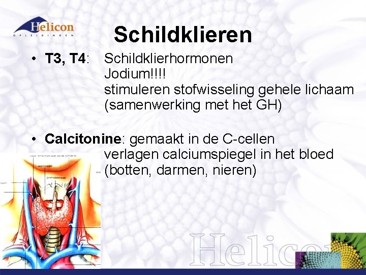 Schildklieren • T 3, T 4: Schildklierhormonen Jodium!!!! stimuleren stofwisseling gehele lichaam (samenwerking met Schildklieren • T 3, T 4: Schildklierhormonen Jodium!!!! stimuleren stofwisseling gehele lichaam (samenwerking met