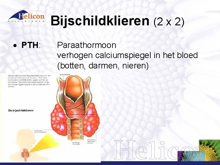 Bijschildklieren (2 x 2) PTH: Paraathormoon verhogen calciumspiegel in het bloed (botten, darmen, nieren) Bijschildklieren (2 x 2) PTH: Paraathormoon verhogen calciumspiegel in het bloed (botten, darmen, nieren)