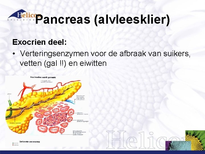Pancreas (alvleesklier) Exocrien deel: • Verteringsenzymen voor de afbraak van suikers, vetten (gal !!) Pancreas (alvleesklier) Exocrien deel: • Verteringsenzymen voor de afbraak van suikers, vetten (gal !!)