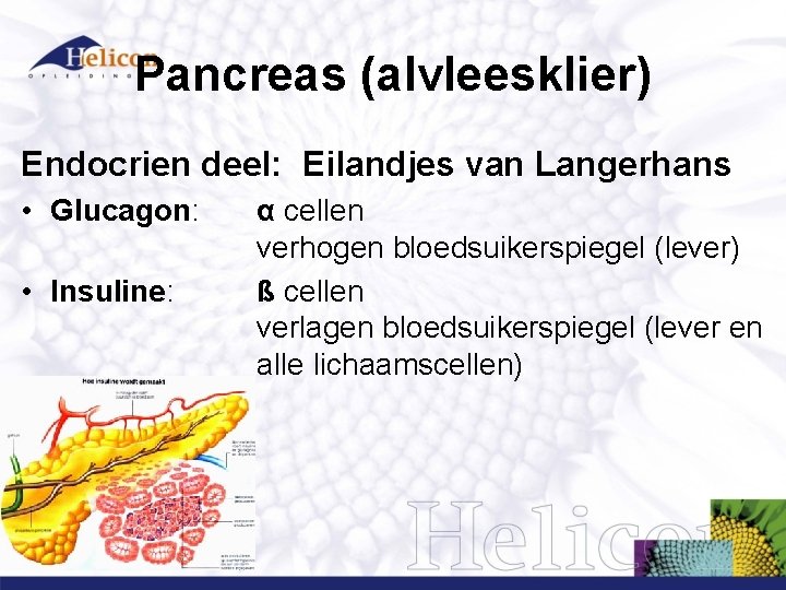 Pancreas (alvleesklier) Endocrien deel: Eilandjes van Langerhans • Glucagon: • Insuline: α cellen verhogen Pancreas (alvleesklier) Endocrien deel: Eilandjes van Langerhans • Glucagon: • Insuline: α cellen verhogen